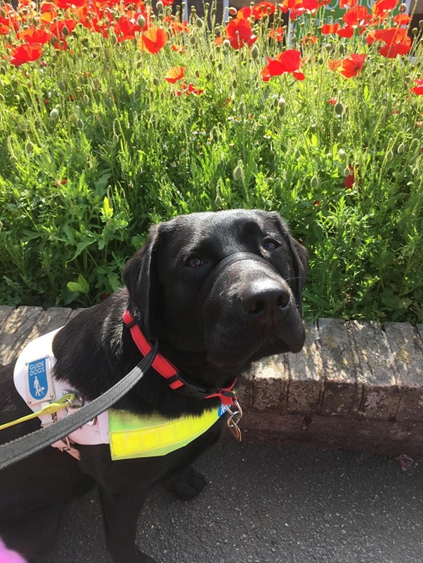 Photo of Margaret's guide dog, a beautiful black labrador with very kind eyes