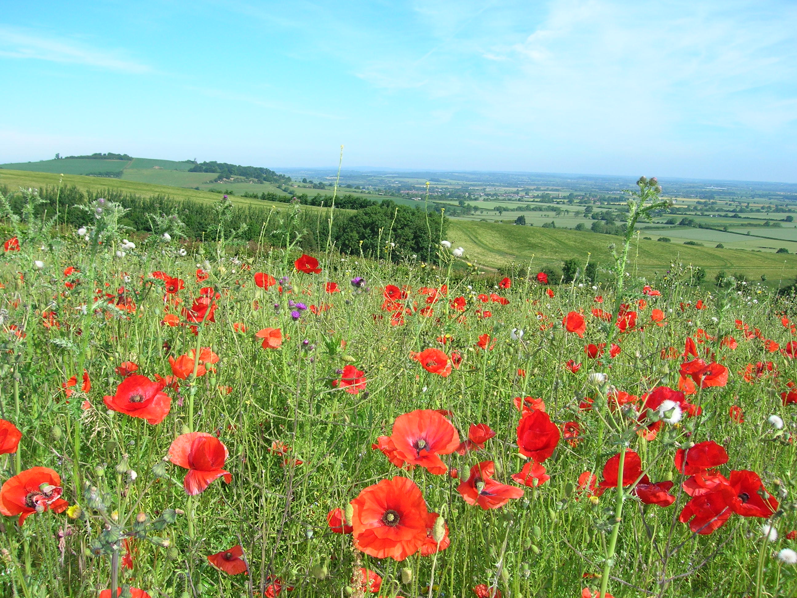 Photo of poppy fields on a beautiful blue sky day